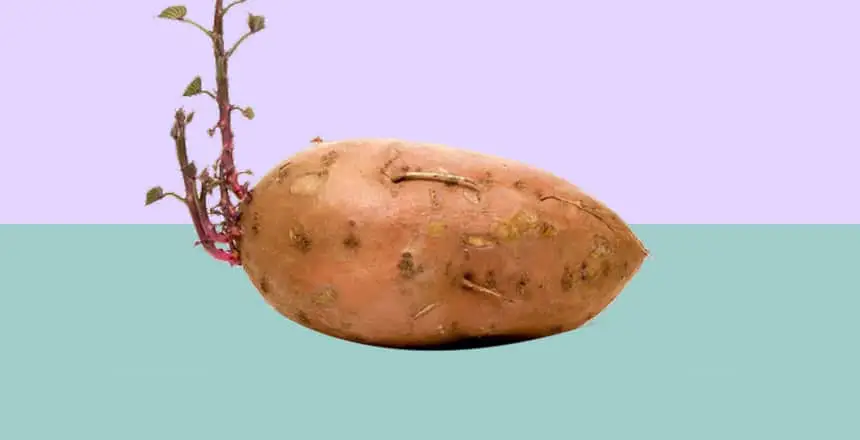 How Long Before Sweet Potato Goes Bad