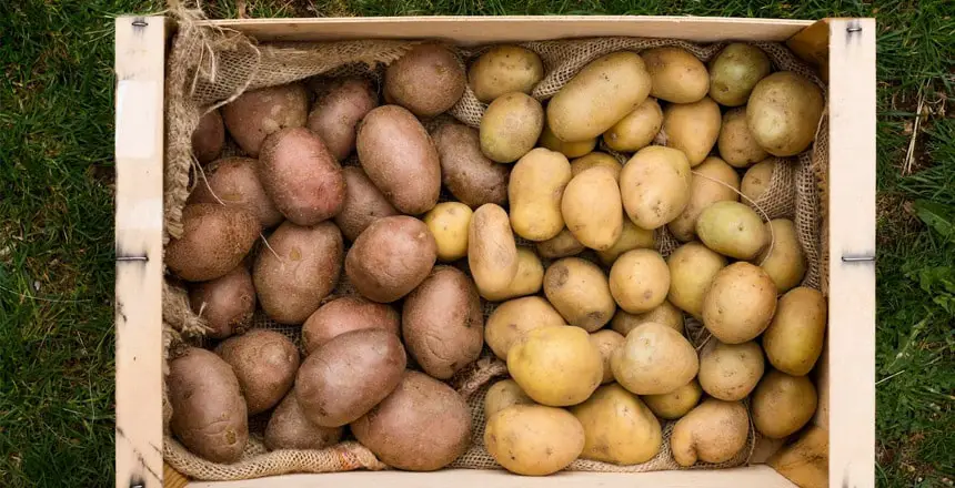 How to Store Potatoes the Right Way