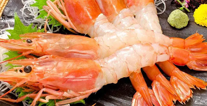What Are Argentinian Red Shrimps
